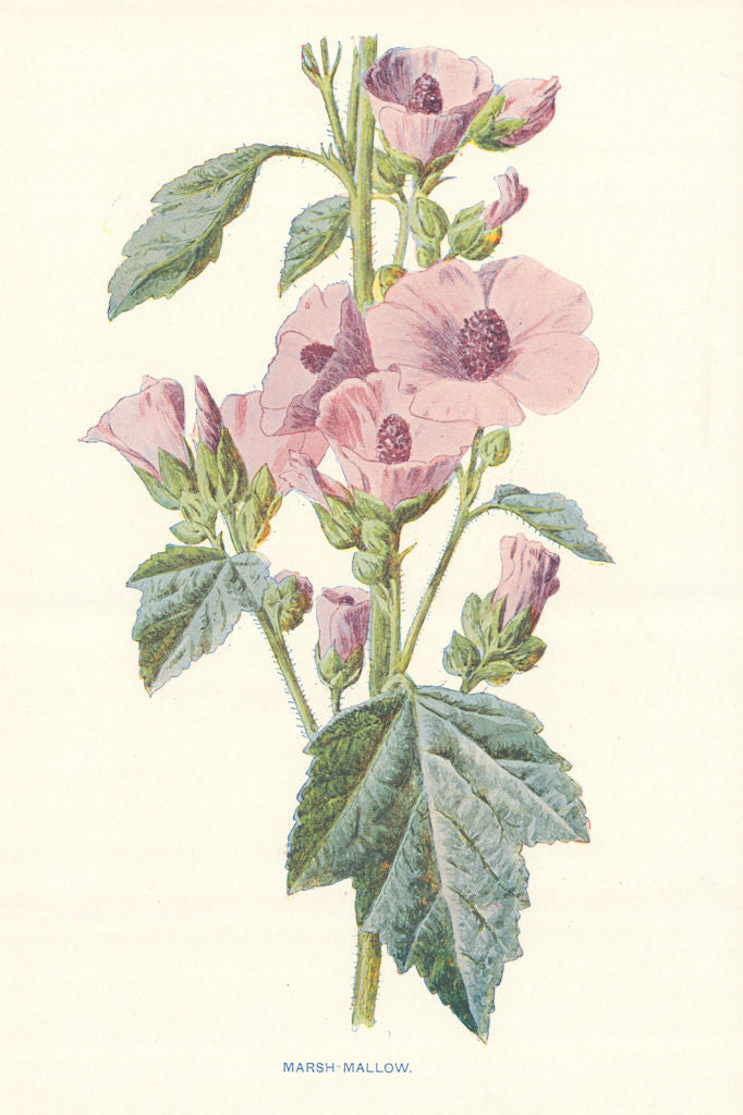 Marsh Mallow. Wild Flowers by Frederick Edward Hulme c1895 old antique print